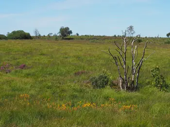 Signal de Botrange (Belgium)